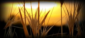 sunset_grass